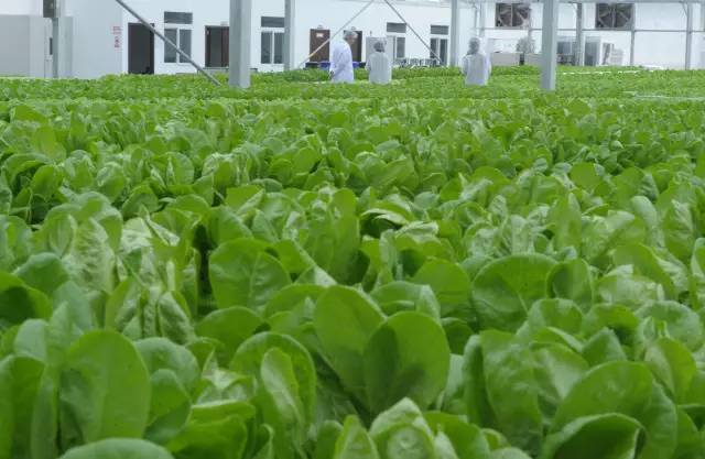 探访京东方植物工厂月产量可达8万棵活体蔬菜