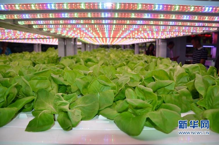 图为厦洽会展出的厦门中科生物植物工厂生产的蔬菜,可直接生吃.