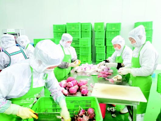 西秀区:净菜工厂延伸蔬菜产业链